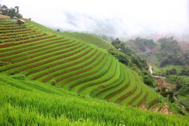 Sapa Vietnam pirinç terace