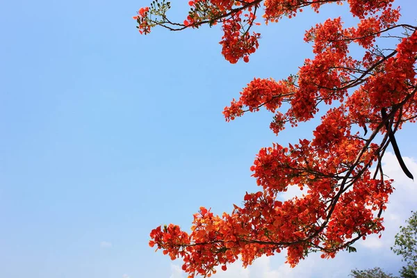 Flor roja o cresta de pavo real con fondo de cielo azul — Foto de Stock