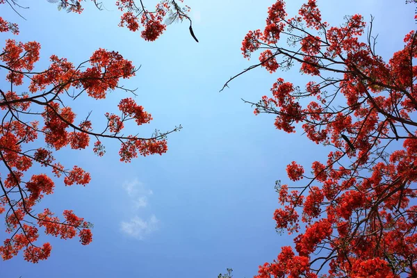 Flor roja o cresta de pavo real con fondo de cielo azul — Foto de Stock