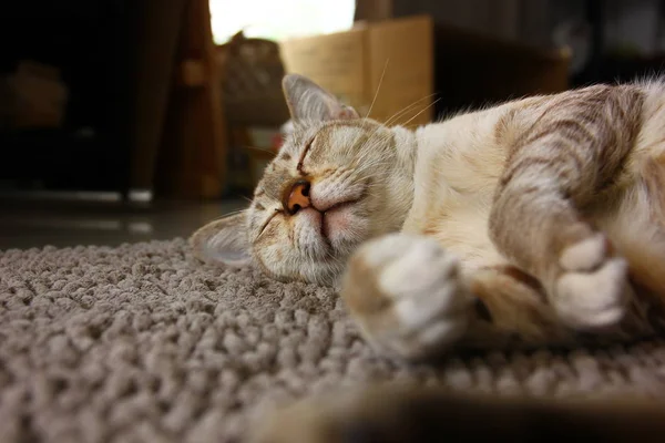 brown cat happy sleep on brown carpet