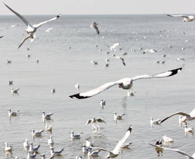 martılar özgürlük deniz arka planda martılar ile sinek