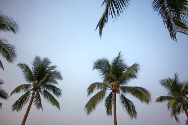 mavi gökyüzü ile Jom Tien plaj Pattaya Chonburi Tayland hindistan cevizi ağacı