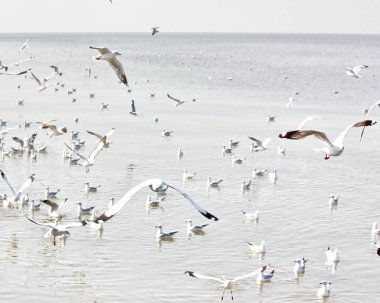martılar özgürlük deniz arka planda martılar ile sinek