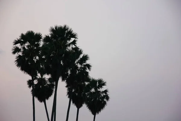 Silhouette Sugar Palm Tree Sky Sun Ris — Stock Photo, Image