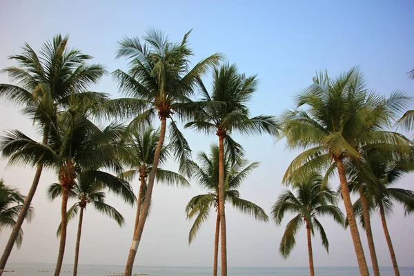 Coqueiro Praia Jom Tien Pattaya Chonburi Tailândia Com Céu Azul — Fotografia de Stock