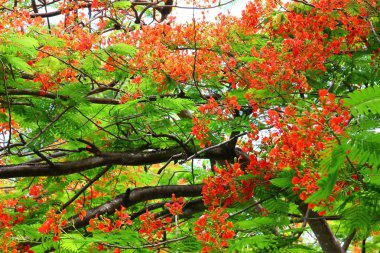bahçede ağaç üzerinde gösterişli kırmızı çiçek