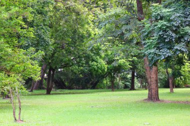 parkta temiz hava. yeşil alan insanlar açık hava aktiviteleri için şehirde iyi bir ortam yaratmak.