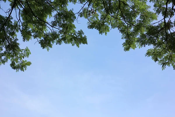 Árvore Com Fundo Azul Céu Espaço Cópia — Fotografia de Stock