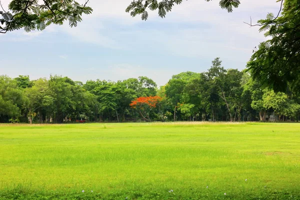 Udara Segar Daerah Park Green Menciptakan Lingkungan Yang Baik Kota — Stok Foto