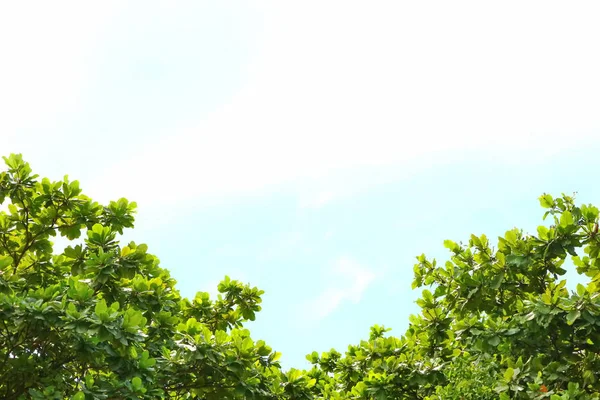 Hojas Árbol Abstractas Con Fondo Cielo Azul — Foto de Stock