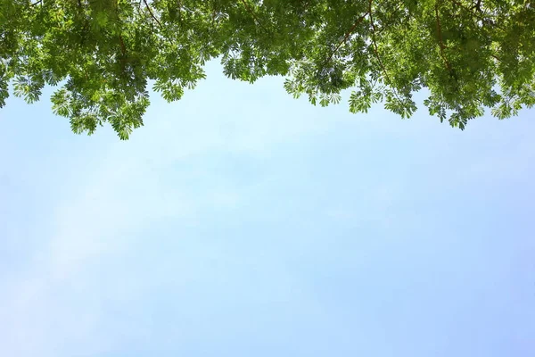 soyut ağaç arka plan mavi gökyüzü ile yaprakları