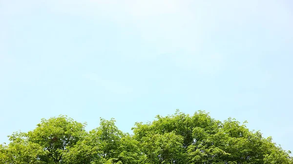 Hojas Árbol Abstractas Con Fondo Cielo Azul — Foto de Stock