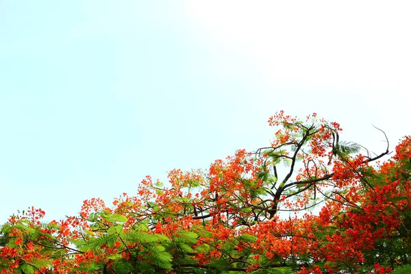 Flam Boyant Flor Roja Con Fondo Azul Del Cielo — Foto de Stock