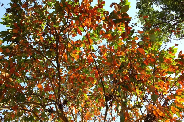 Stagione Autunno Foglie Astratto Sfondo — Foto Stock