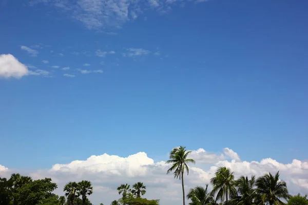 Blue Sky White Cloud Coconut — Stock Photo, Image