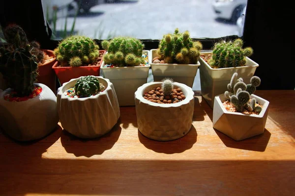 Pequeño Cactus Macetas Suelo Madera Marrón Recibir Luz Por Ventana —  Fotos de Stock