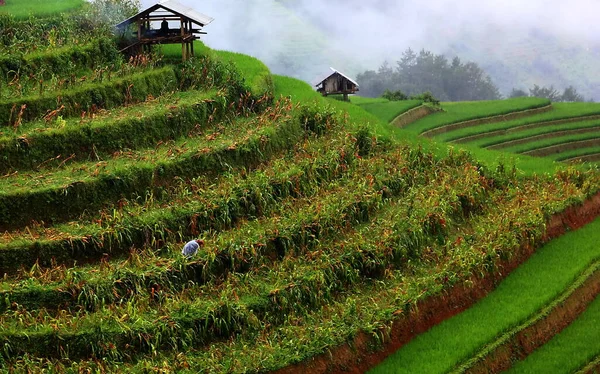 Agricultor Vietnamita Recogiendo Productos Con Terrazas Arroz Fondo Verde —  Fotos de Stock