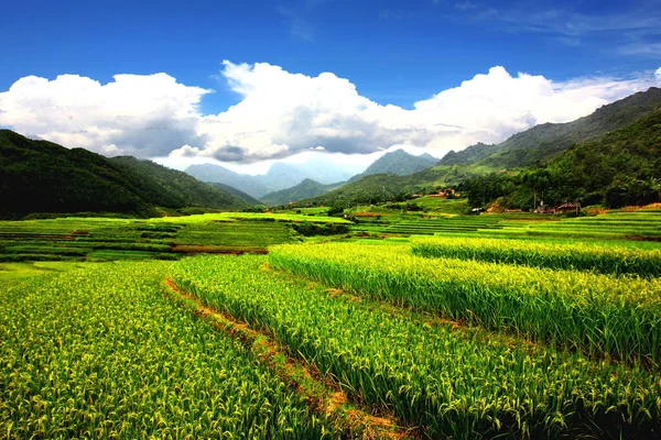 Mu Cang CHAI rice fields ,rice terrace in rainy season after rain .  nature green area best environment SAPA  VIETNAM .