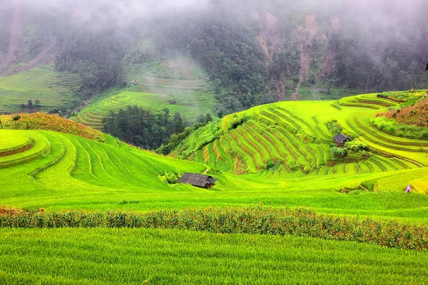 Paisaje Tierra Terraza Arroz Cang Chai Vietnam Temporada Lluvias —  Fotos de Stock