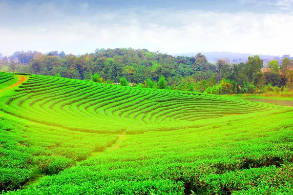Hermoso Paisaje Plantación Verde Tierras Altas Changrai Tailandia —  Fotos de Stock