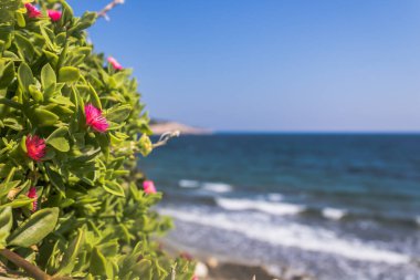 gündoğumu deniz manzara ağaç