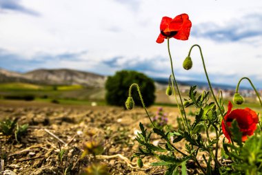 çiçek renkleri ağaç doğa