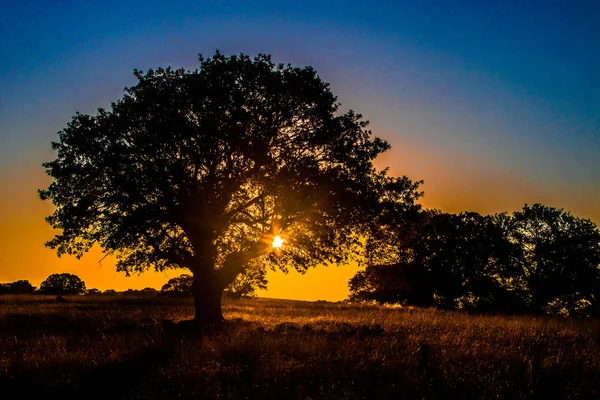 Východ Slunce Moře Krajina Strom — Stock fotografie