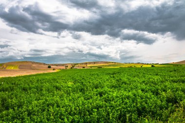 doğa çiçek kelebek ağaç bulut