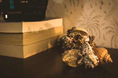 Deniz kabuğu kitabı fotoğraf