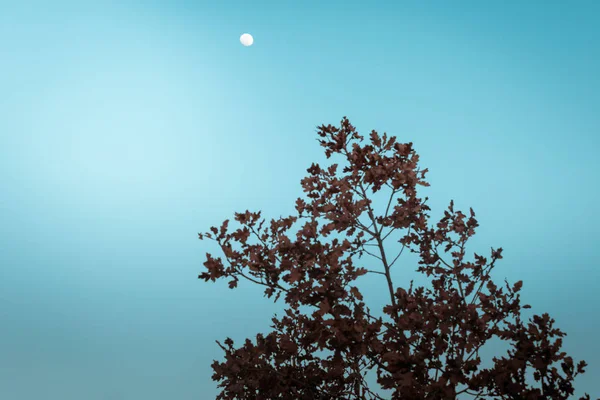 Noční Strom Příroda Měsíc — Stock fotografie