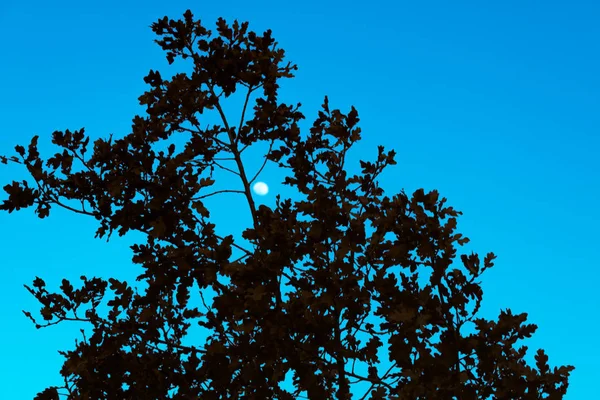Noční Strom Příroda Měsíc — Stock fotografie