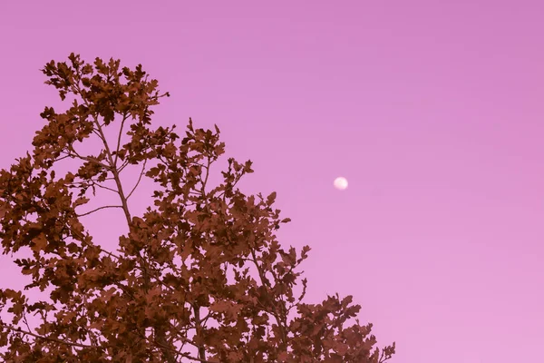 Noční Strom Příroda Měsíc — Stock fotografie