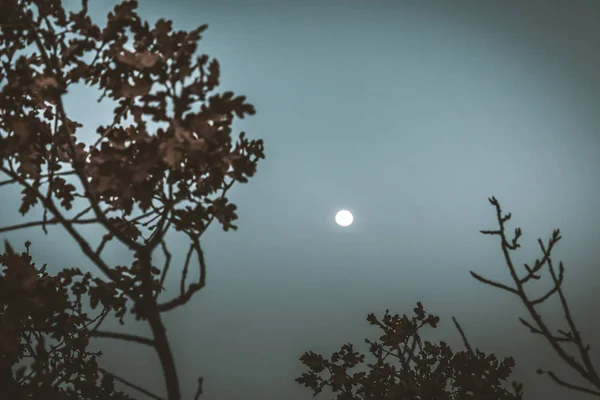 Noite Árvore Natureza Lua — Fotografia de Stock