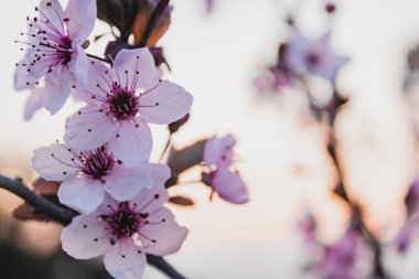 gün batımı ağaç çiçek şehir