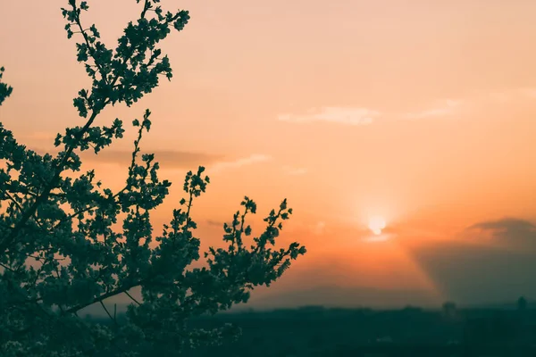 Město Květinovými Stromy — Stock fotografie