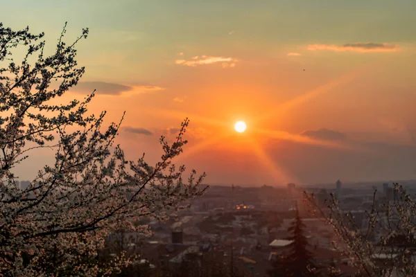 Atardecer Árbol Flor Ciudad — Foto de Stock