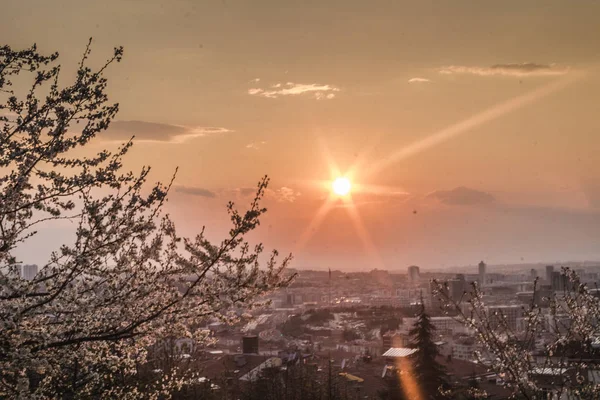 Atardecer Árbol Flor Ciudad — Foto de Stock