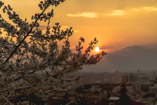 Sonnenuntergang Baum Blume Stadt — Stockfoto