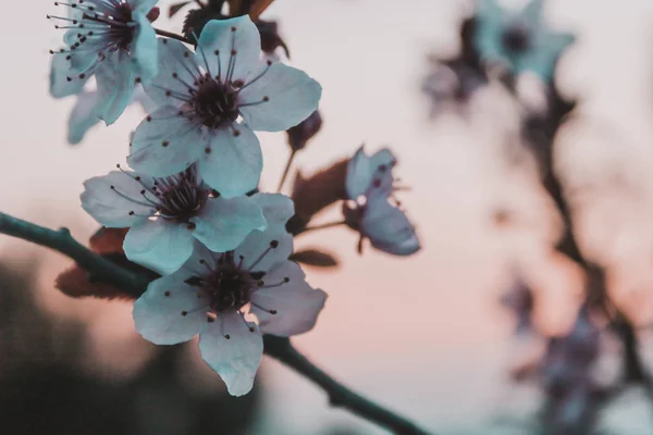 Atardecer Árbol Flor Ciudad —  Fotos de Stock