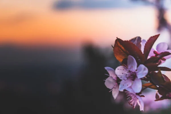 Atardecer Árbol Flor Ciudad —  Fotos de Stock