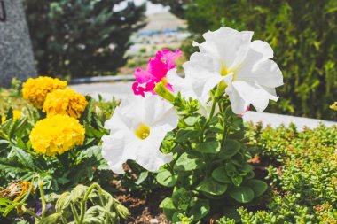 çiçek renk ilkbahar ve yaz