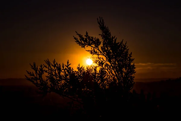 Solnedgång Blommor Rosor Och Natur — Stockfoto