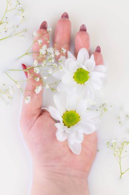 Kadın eli süt banyosunda beyaz bir çiçek tutuyor. Reklam amaçlı kozmetik, manikür ve el bakımı için yaratıcı bir konsept. Yakın plan. Üst görünüm.