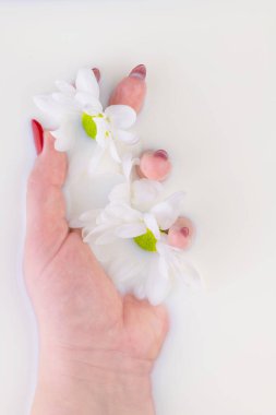 Kadın eli süt banyosunda beyaz bir çiçek tutuyor. Reklam amaçlı kozmetik, manikür ve el bakımı için yaratıcı bir konsept. Yakın plan. Üst görünüm.
