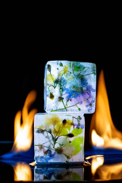 Fire and Ice. Transparent ice cubes on a black background with fire and with frozen flowers inside. Creative concept for design. Close-up.