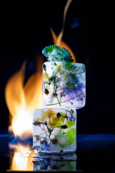 Fire and Ice. Transparent ice cubes on a black background with fire and with frozen flowers inside. Creative concept for design. Close-up.