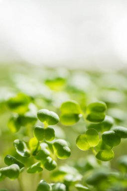 Taze taze mikroyeşil yapraklar. Mikroyeşil filizler yakın plan. Evde tohum filizlenmesi. Bitki yetiştiriyorum. Süper yiyecek ve sağlıklı yeme konsepti.