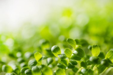 Taze taze mikroyeşil yapraklar. Mikroyeşil filizler yakın plan. Evde tohum filizlenmesi. Bitki yetiştiriyorum. Süper yiyecek ve sağlıklı yeme konsepti.