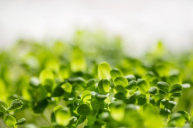 Taze taze mikroyeşil yapraklar. Mikroyeşil filizler yakın plan. Evde tohum filizlenmesi. Bitki yetiştiriyorum. Süper yiyecek ve sağlıklı yeme konsepti.