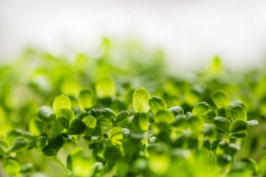 Taze taze mikroyeşil yapraklar. Mikroyeşil filizler yakın plan. Evde tohum filizlenmesi. Bitki yetiştiriyorum. Süper yiyecek ve sağlıklı yeme konsepti.